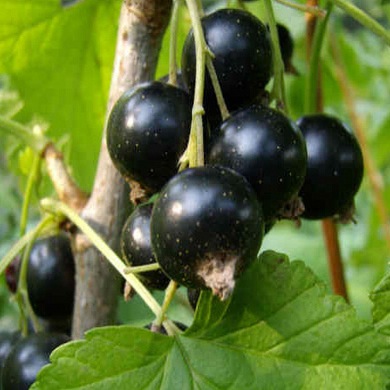Planting and Care Black Currants